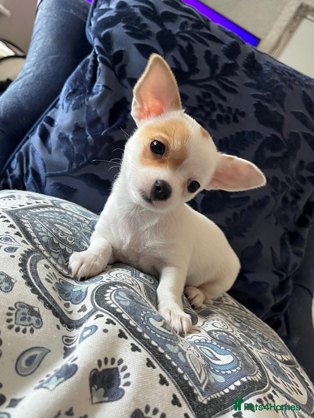 Chihuahua dogs for sale: 2 beautiful girl pups for sale  - Image 5