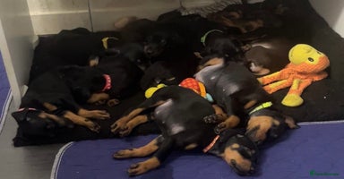 Dobermann dogs - Advert 9