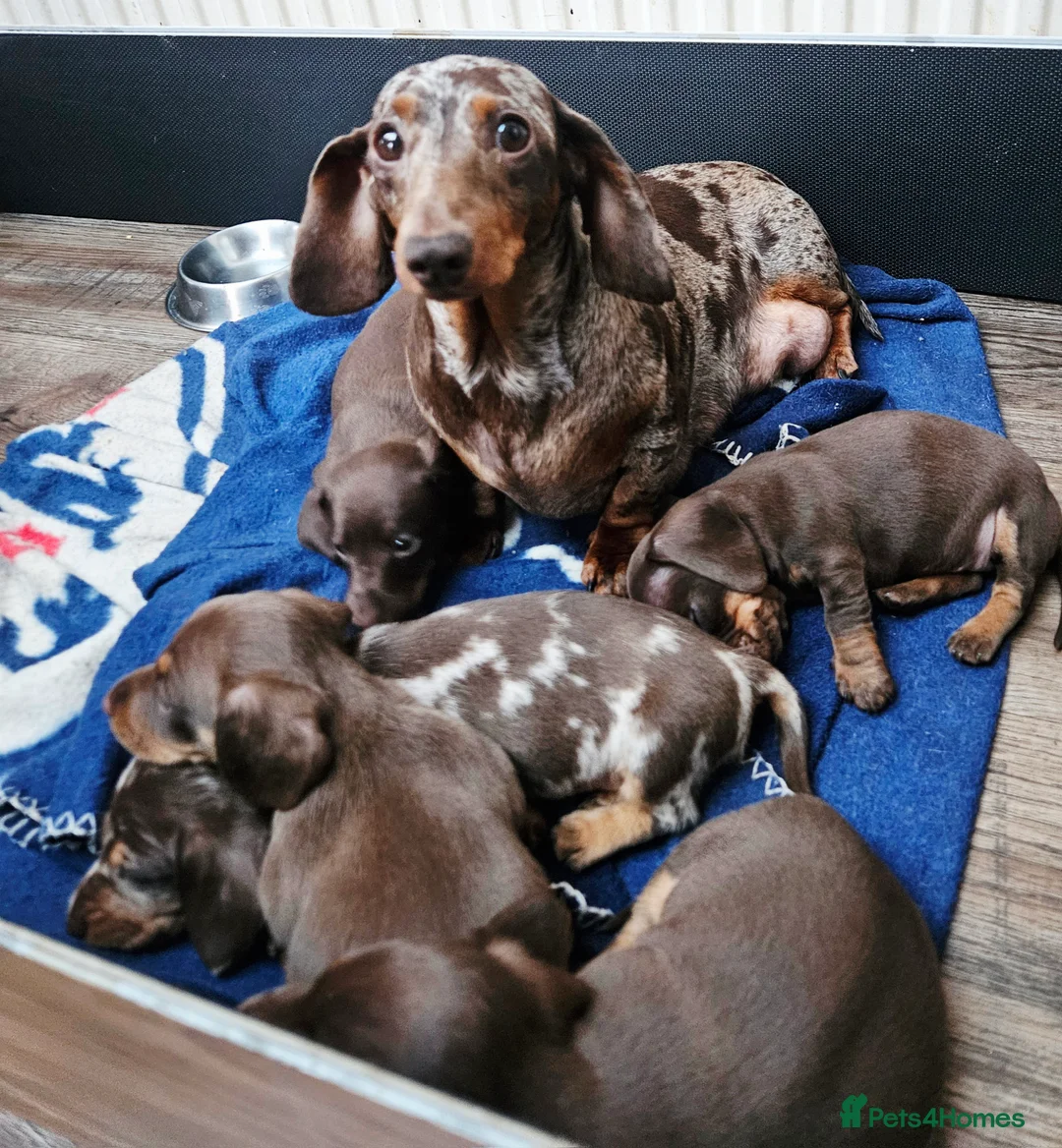 Miniature Dachshund dogs for sale: 5 Georgeous miniature dachsunds - Advert 8