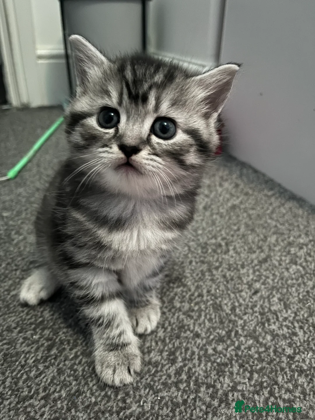 British Shorthair cats for sale: 3 beautiful kittens for sale Bsh/norwegian   - Advert 12