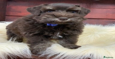 Miniature Schnauzer dogs - Advert 6