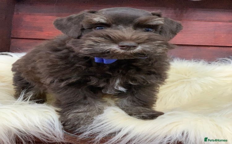 Miniature Schnauzer dogs - Advert 2
