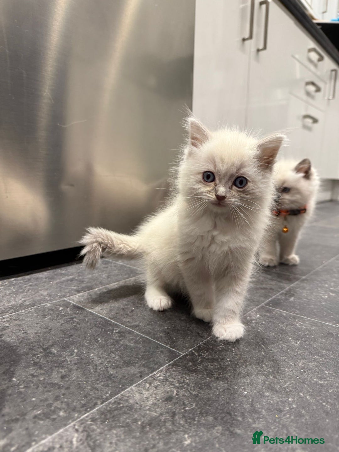 Ragdoll cats for sale: Adorable Pure Ragdoll Kittens - Advert 18