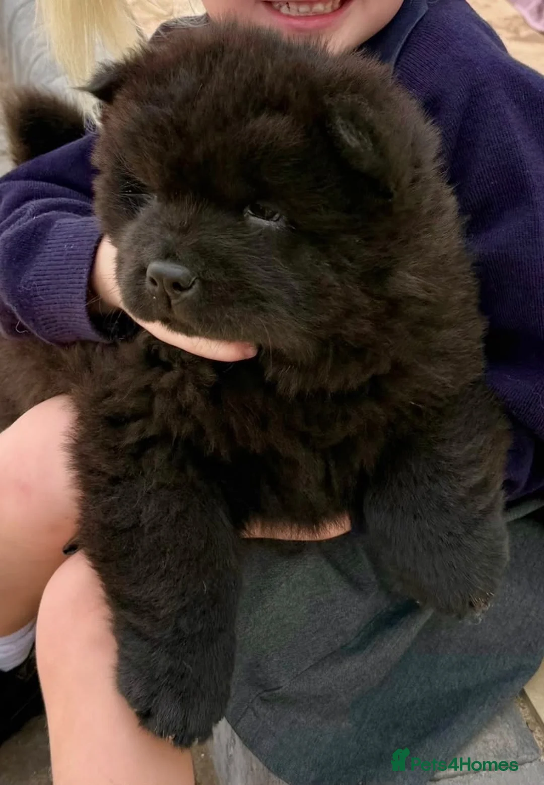 Chow Chow dogs for sale: Chow chow pup - Advert 2