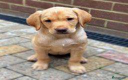 Labrador Retriever dogs for sale: WORMAGS KC REGISTERED LAST LABRADOR PUPPY - Image 25