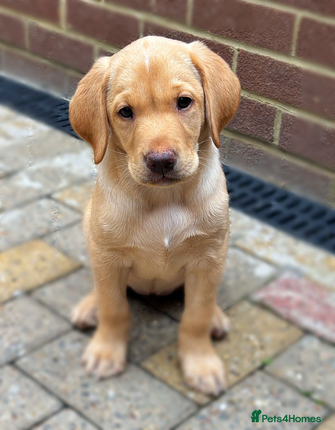 Labrador Retriever dogs for sale: WORMAGS KC REGISTERED LAST LABRADOR PUPPY - Image 25