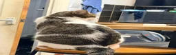 Domestic Shorthair cats for sale: Adventurous Domestic Shorthair Kitten, 1 year old in Brighouse - Advert 3
