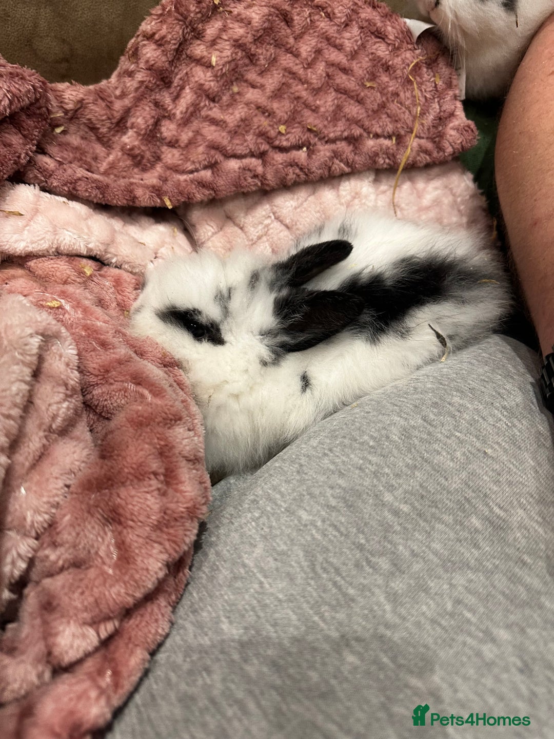 Mini Lion Lop rabbits for sale: Baby rabbits ready to leave for  **  ❤️ - Advert 2