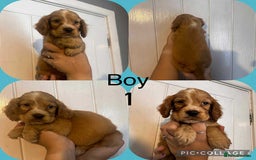 Cocker Spaniel dogs for sale: Cocker spaniel puppies  - Image 2