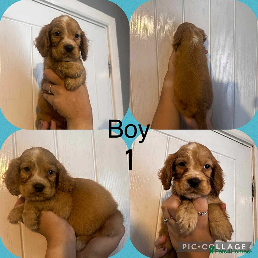 Cocker Spaniel dogs for sale: Cocker spaniel puppies  - Image 2