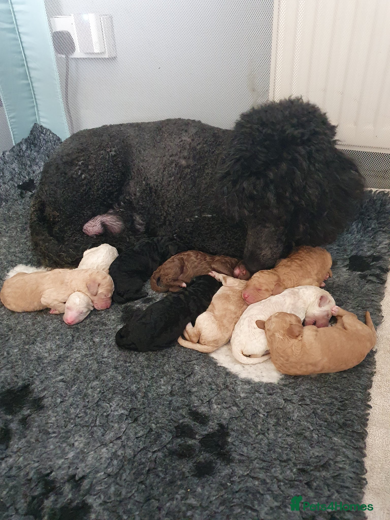 Standard Poodle dogs Standard poodle puppy's kc reg - Advert 2