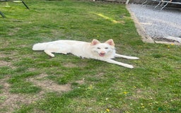 White Swiss Shepherd dogs for sale: 2 year old male Swiss shepherd - Image 3