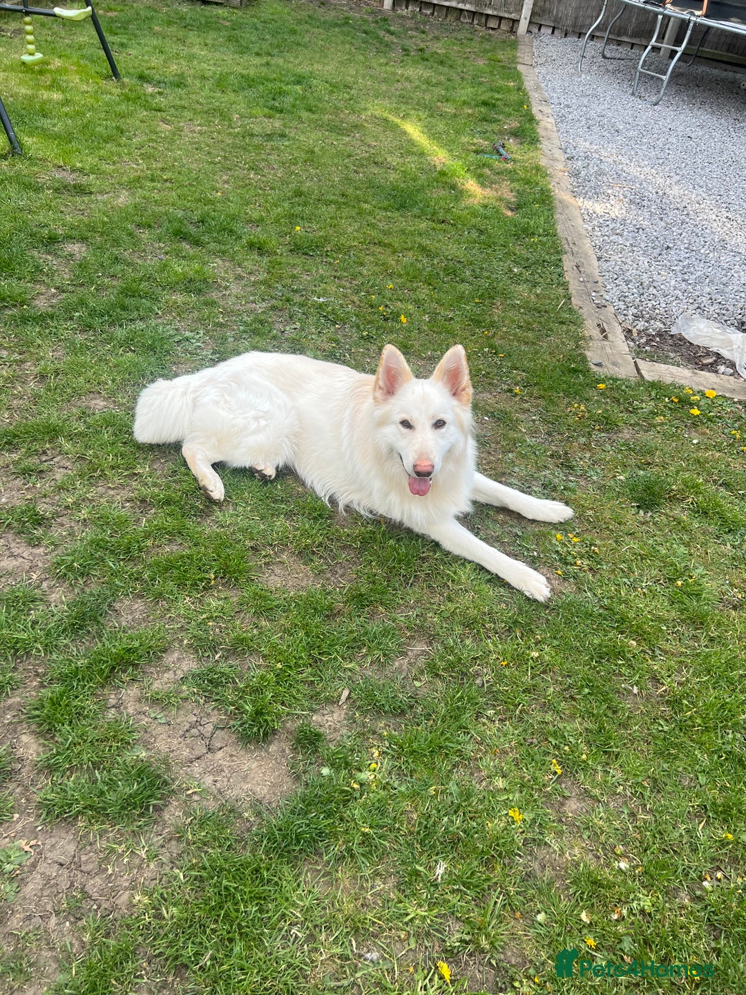 White Swiss Shepherd dogs for sale: 2 year old male Swiss shepherd - Image 3