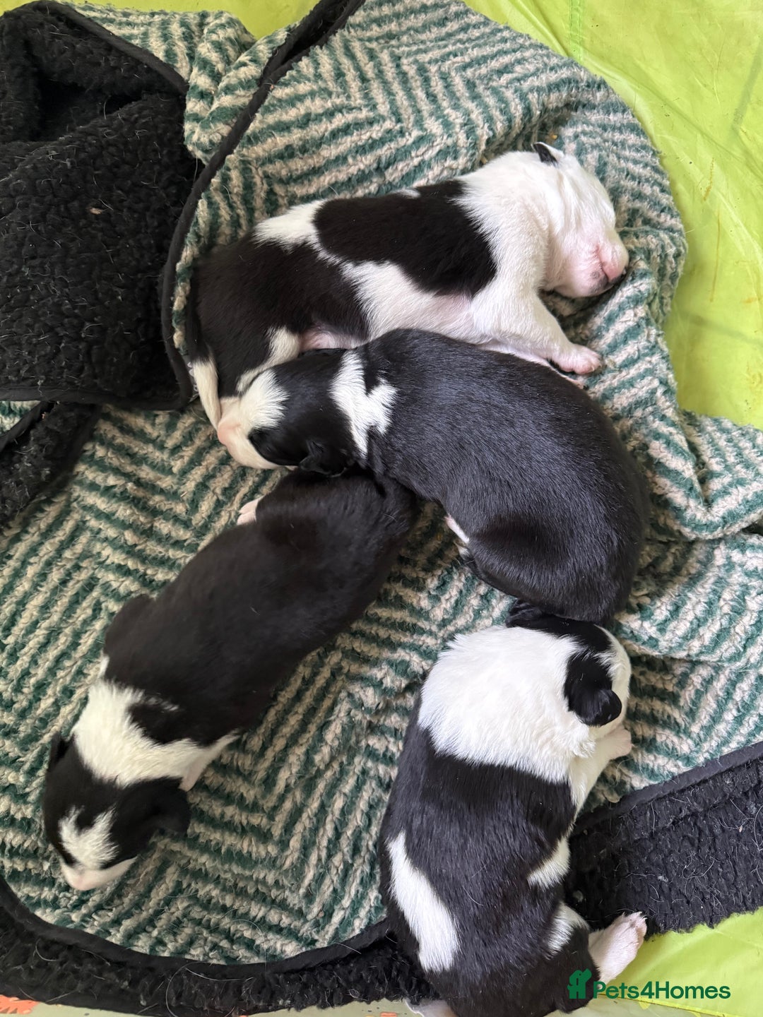 Border Collie dogs for sale: Border collie puppies seeking working/active homes - Advert 8