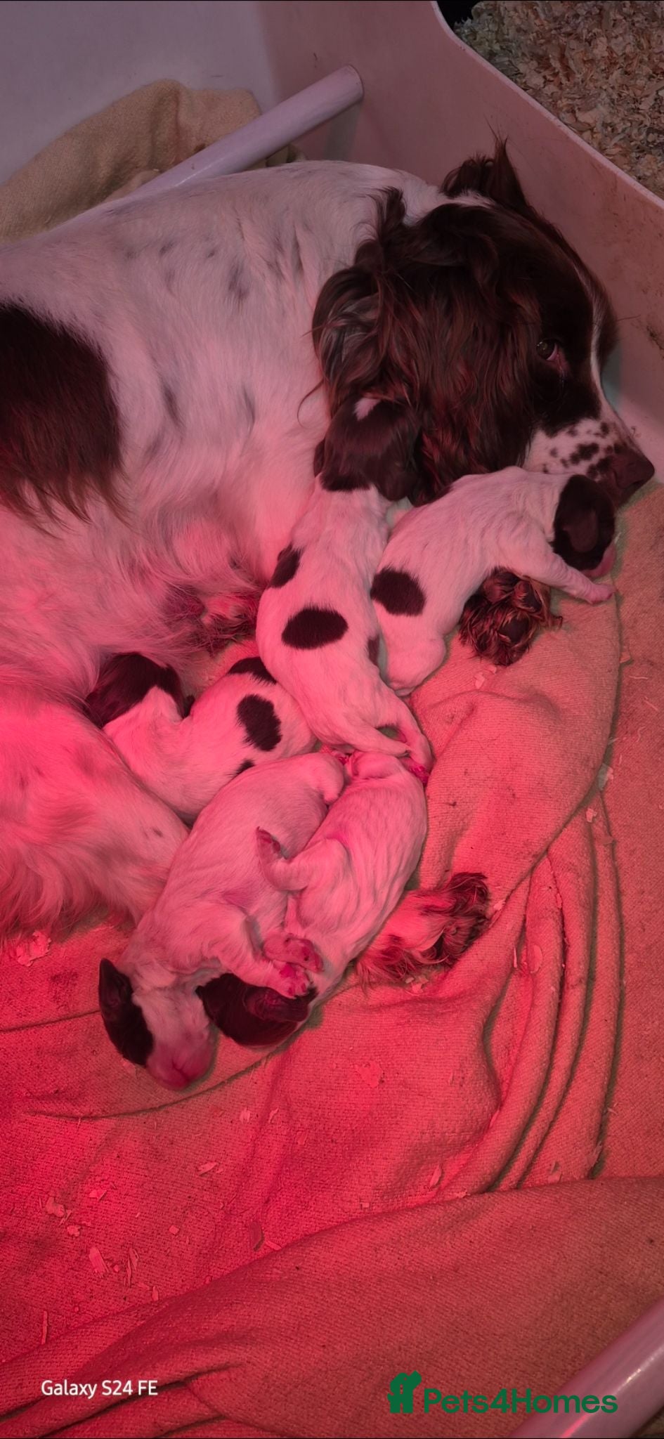 English Springer Spaniel dogs 3 beautiful springer pups  - Advert 1