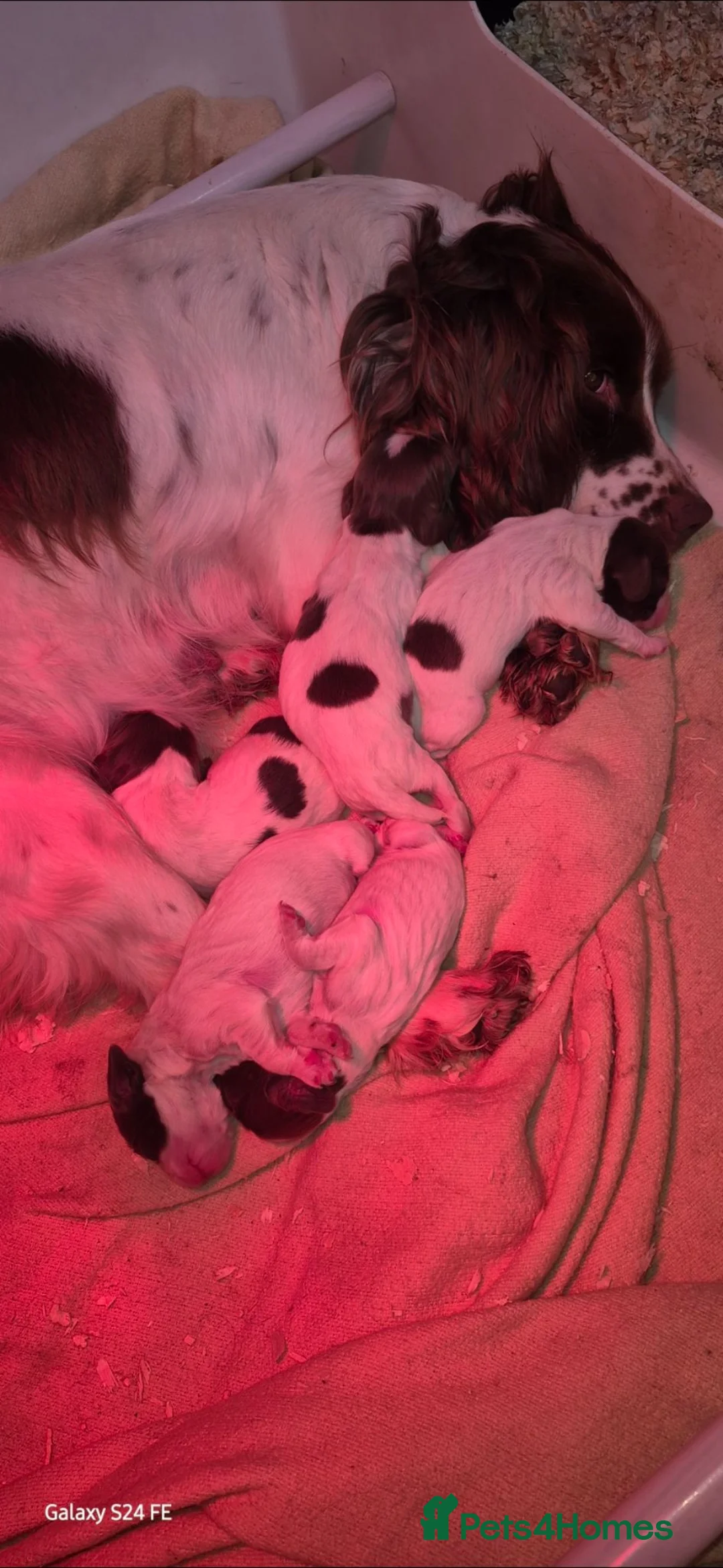 English Springer Spaniel dogs for sale: 3 beautiful springer pups  - Advert 1