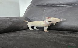 Chihuahua dogs for sale: Chihuahua for sale  - Image 21
