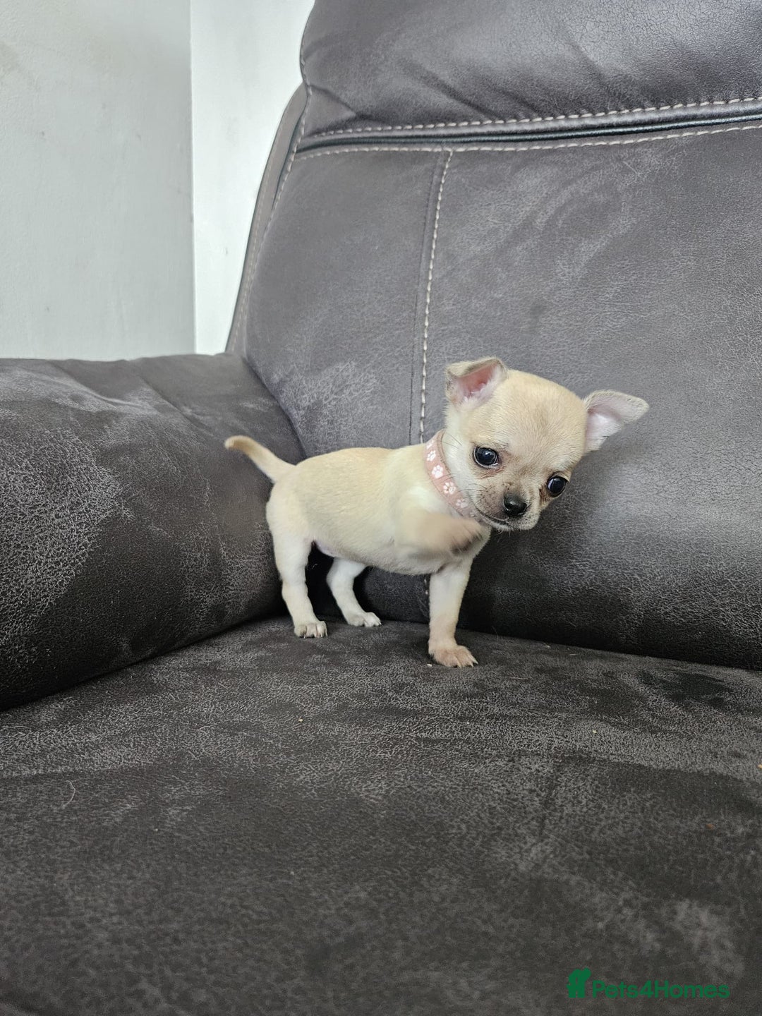 Chihuahua dogs for sale: Chihuahua for sale  - Image 21