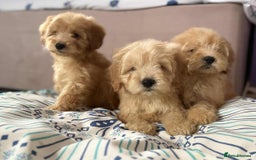 Cockapoo dogs for sale: Outstanding puppies  - Image 5