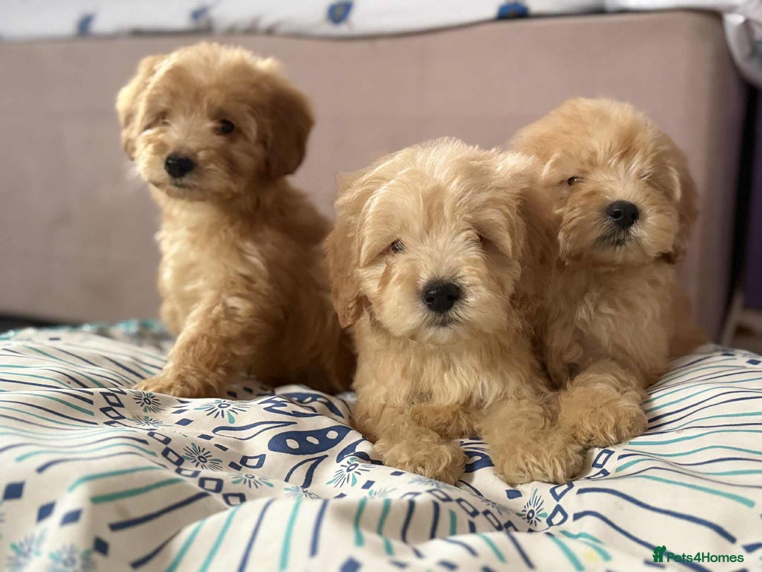 Cockapoo dogs for sale: Outstanding puppies  - Image 5