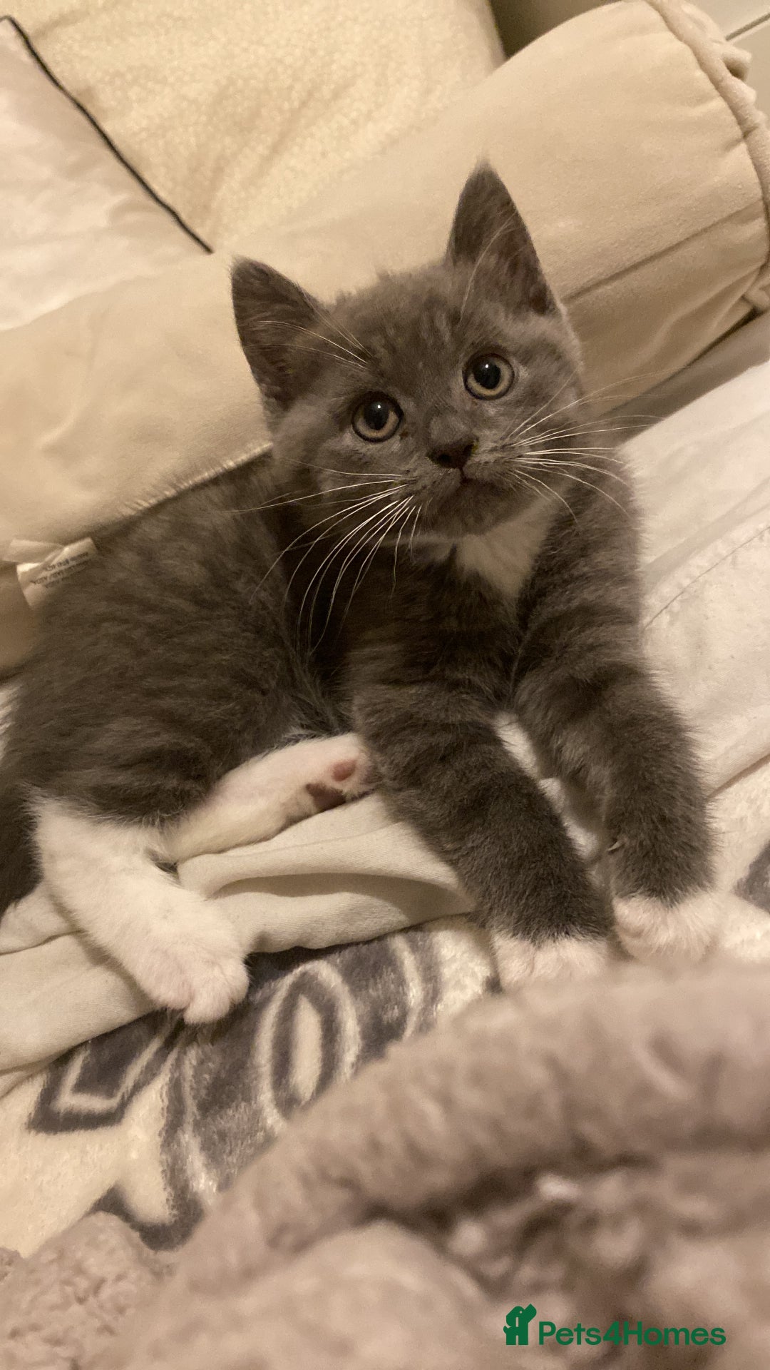 British Shorthair cats for sale: British shorthaired grey boy available now!  - Advert 2