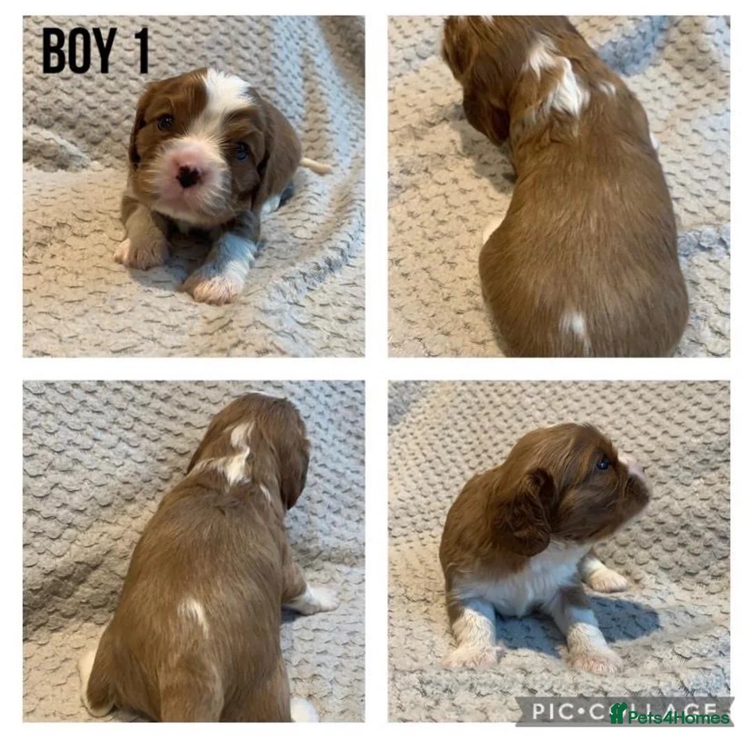 Cavalier King Charles Spaniel dogs for stud: Merlesque 5⭐️ cavalier stud DNA/Heart/Eye tests in Birmingham - Advert 20