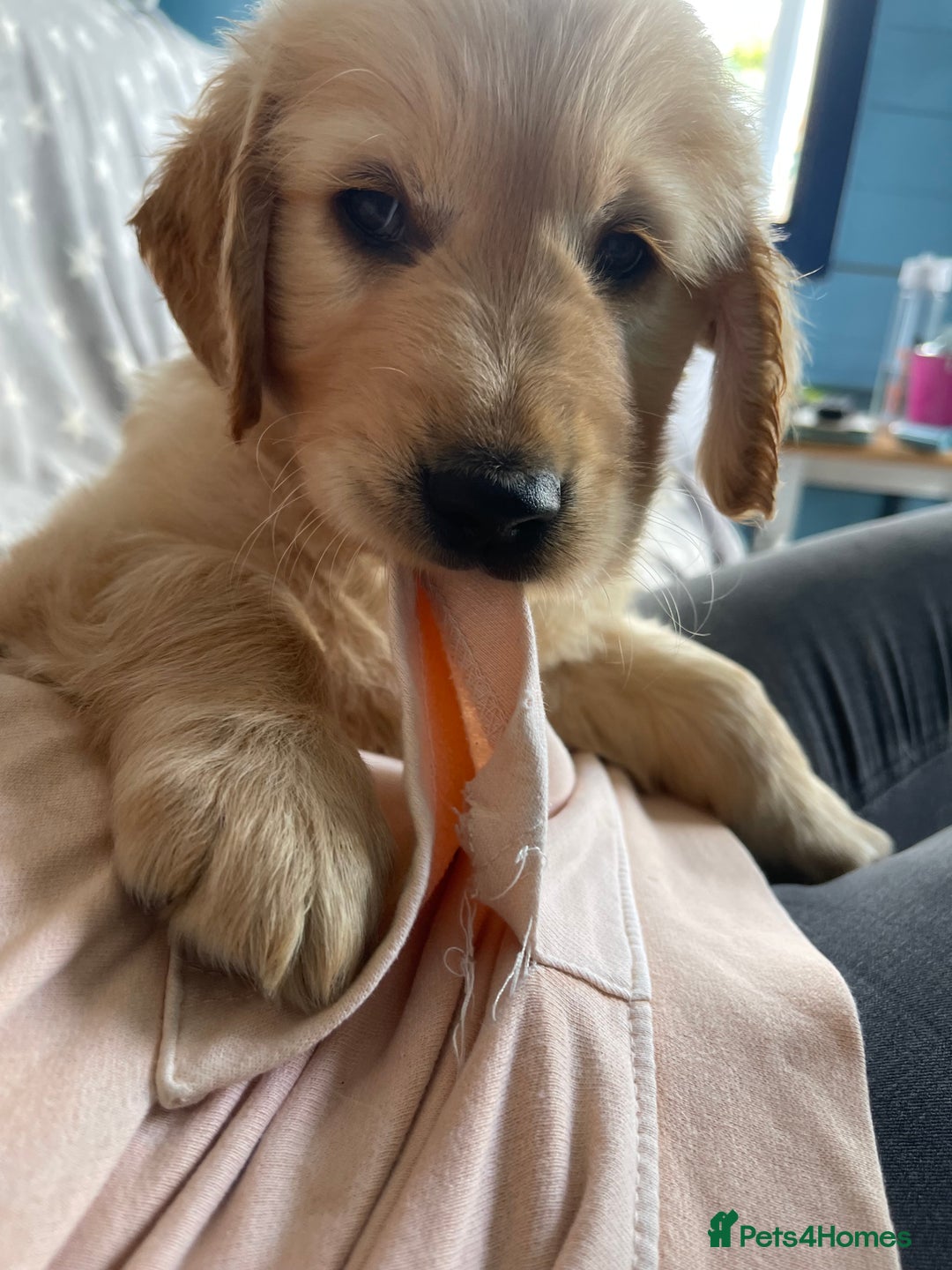 Golden Retriever dogs for sale: Golden retrievers - Image 8