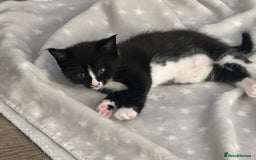 Mixed Breed cats for sale: Half Maine coon - Image 5