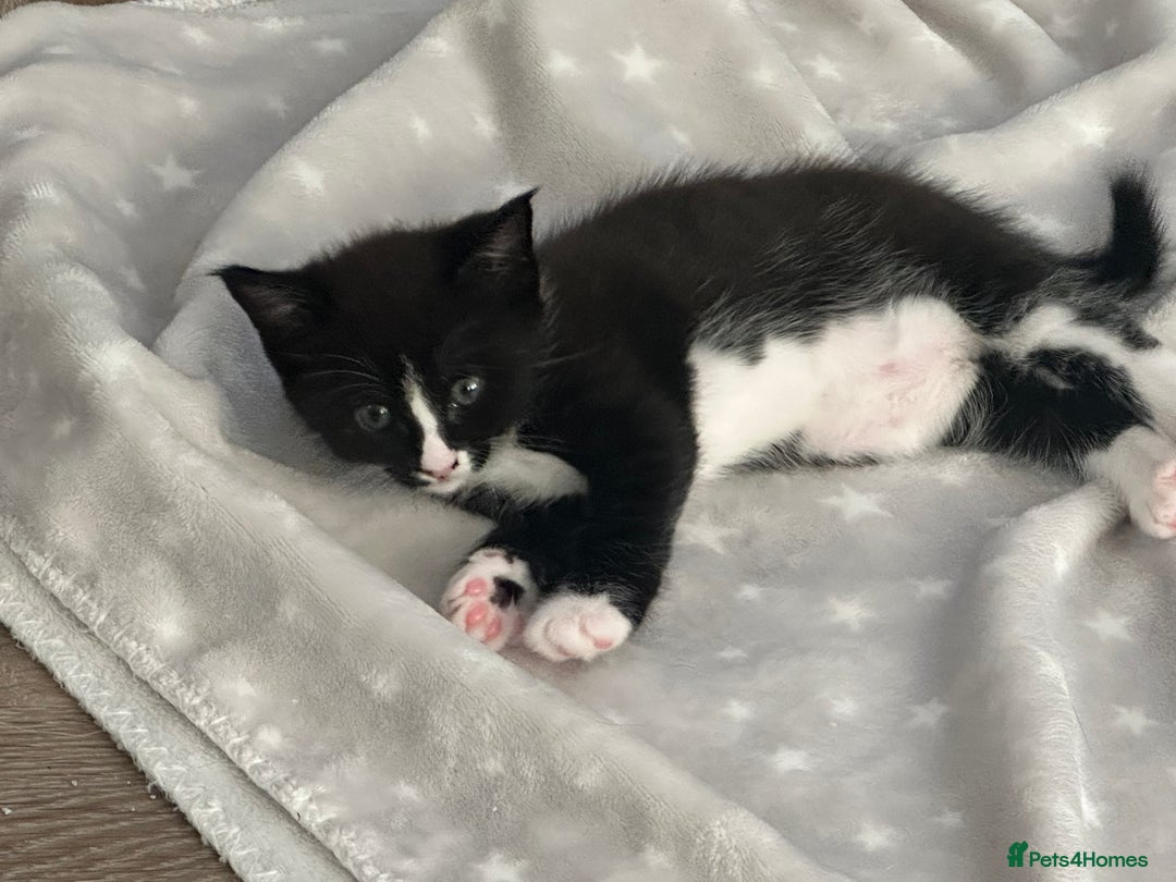 Mixed Breed cats for sale: Half Maine coon - Image 5