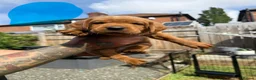 Labrador Retriever dogs for sale: Dark fox red Labrador puppies in Newcastle upon Tyne - Advert 12