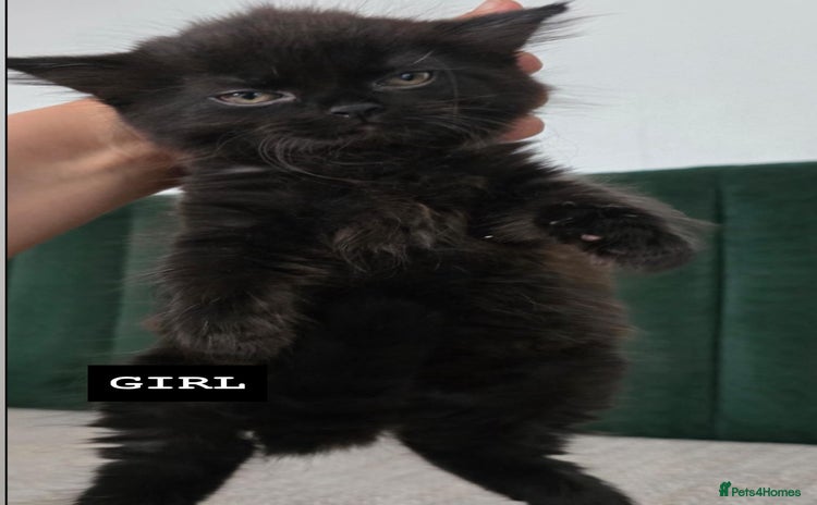 British Longhair cats - Advert 18