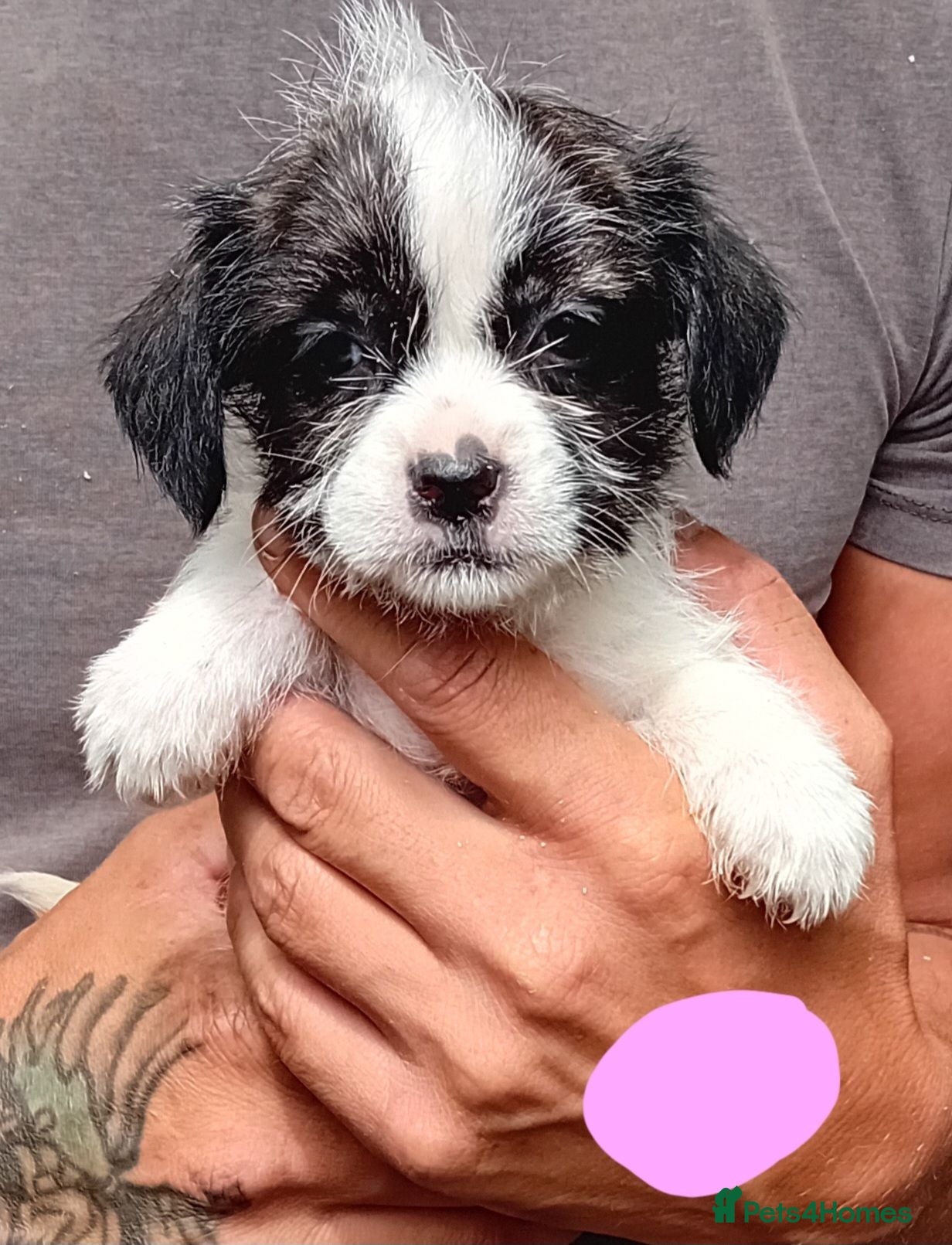 Shihpoo dogs The tiniest puppies available  - Advert 1