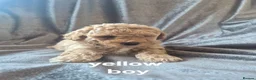 Poochon dogs for sale: Toy poochon puppies  in Gloucester - Advert 10