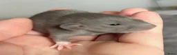 Rat rodents for sale: Beautiful siamese baby rats - Advert 3