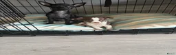 Chihuahua dogs for sale:  Beautiful Chihuahua Puppies  - Advert 4