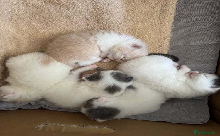 Exotic cats - Advert 1