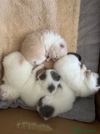 Exotic cats - Advert 2