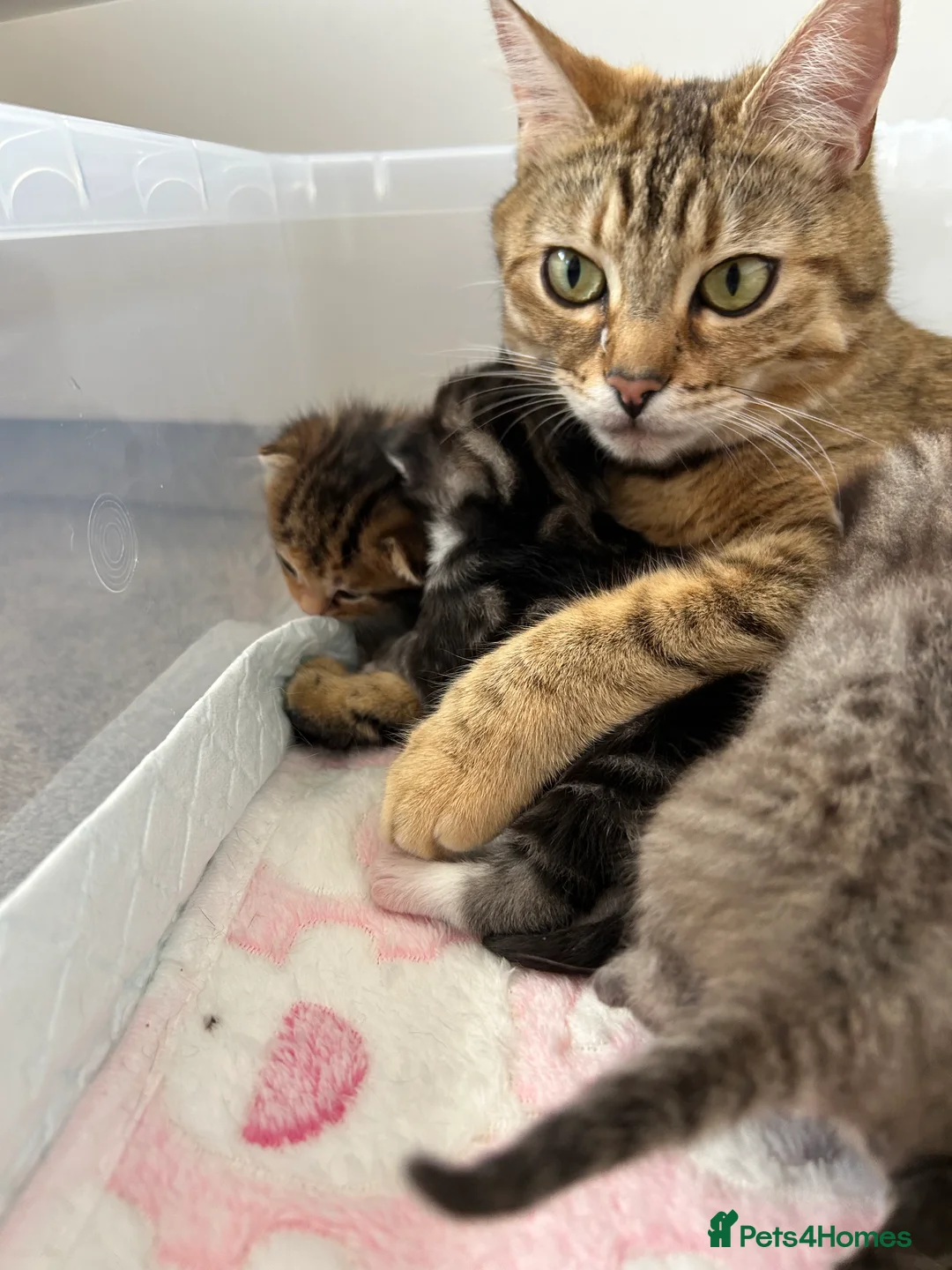 Mixed Breed cats for sale: Male black and white kitten for sale  - Advert 2