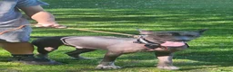Mexican Hairless dogs for sale: Xoloitzcuintli in Tipton - Advert 9