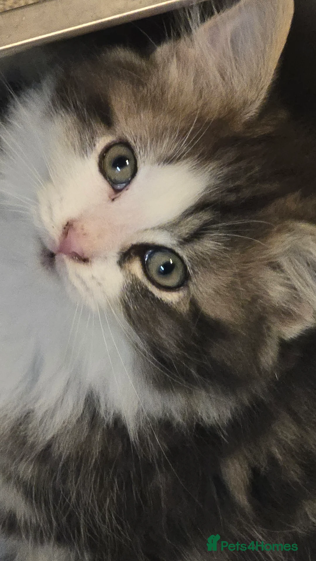 Mixed Breed cats for sale: Fluffy and Beautiful Kittens Seeking Forever Homes - Advert 6