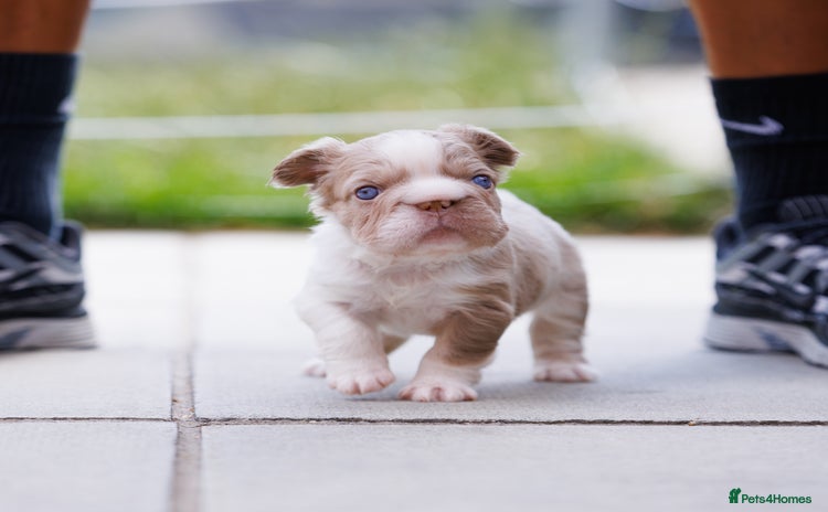French Bulldog dogs - Advert 15