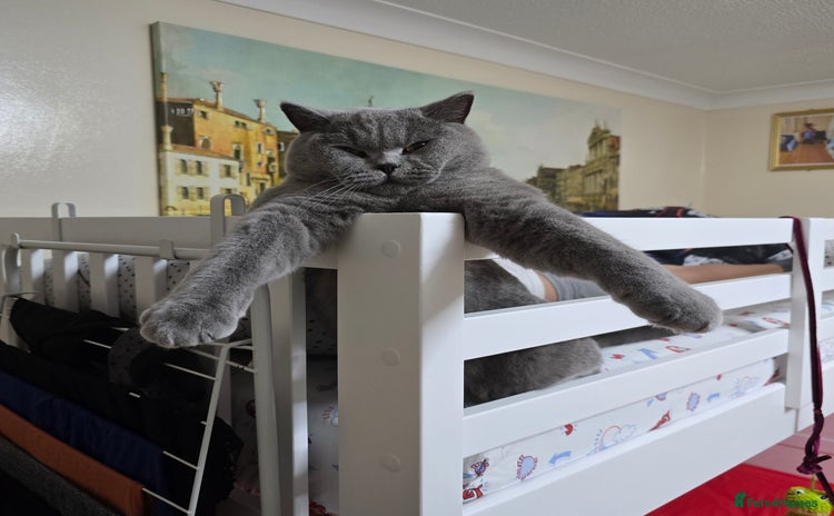 British Shorthair cats - Advert 14