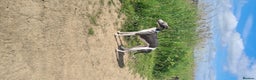 Whippet dogs for stud: 2 KC whippet for stud,both heart tested clear in Bishop Auckland - Advert 3