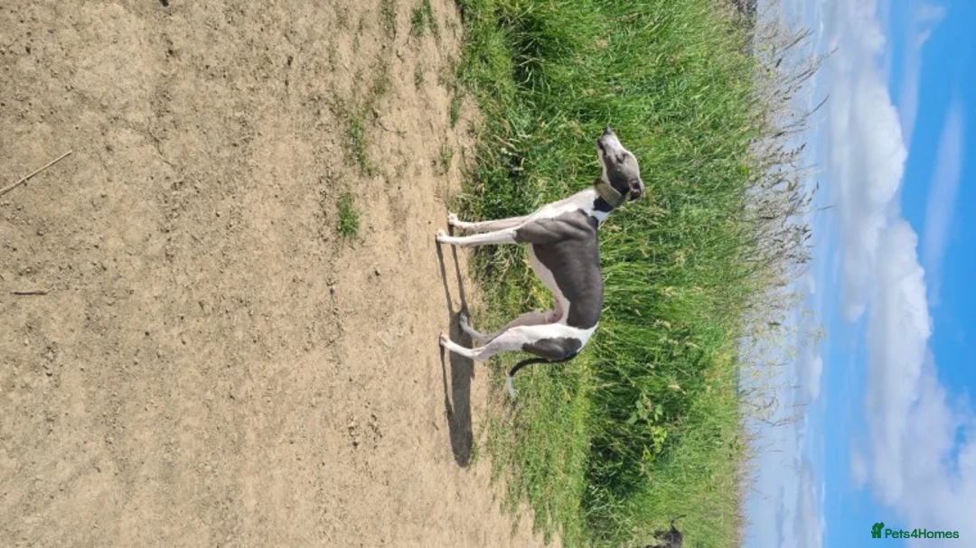Whippet dogs for stud: 2 KC whippet for stud,both heart tested clear in Bishop Auckland - Advert 3