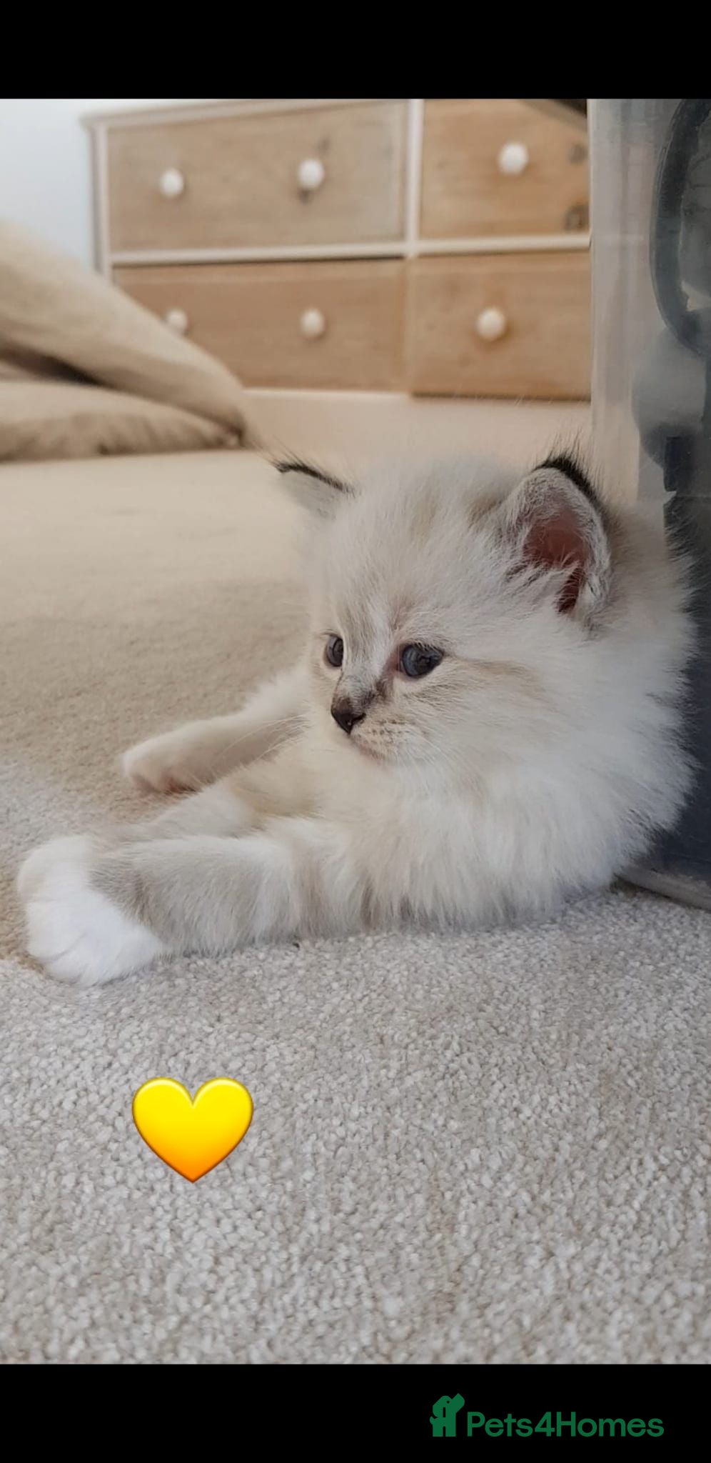 Ragdoll cats Stunning Rare Mink and Traditional Ragdolls. TICA - Advert 2