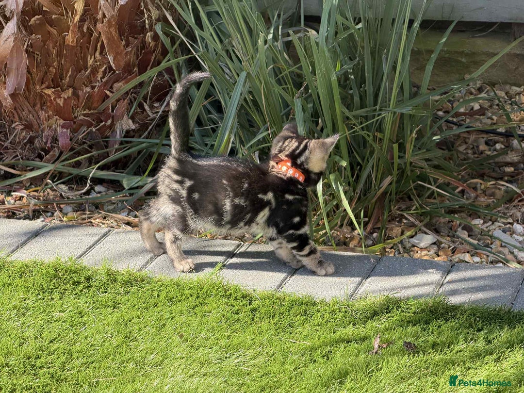 Bengal cats for sale: Bengal Cloud kittens / Maine coon - Image 11