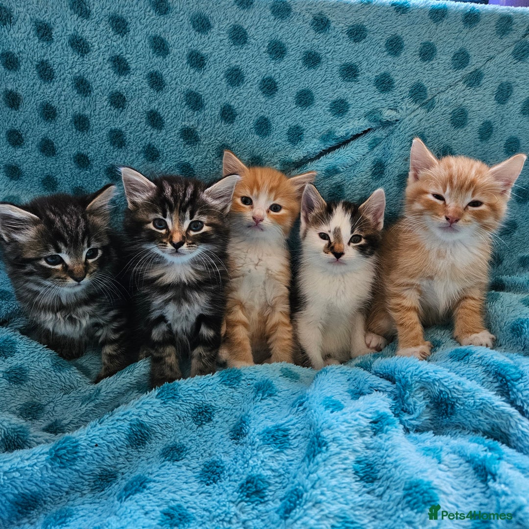 Mixed Breed cats for sale: GINGER GIRL AND TABBY BOY  - Image 21