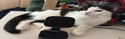 Domestic Shorthair cats for sale: 5 Beautiful Kittens - Advert 17