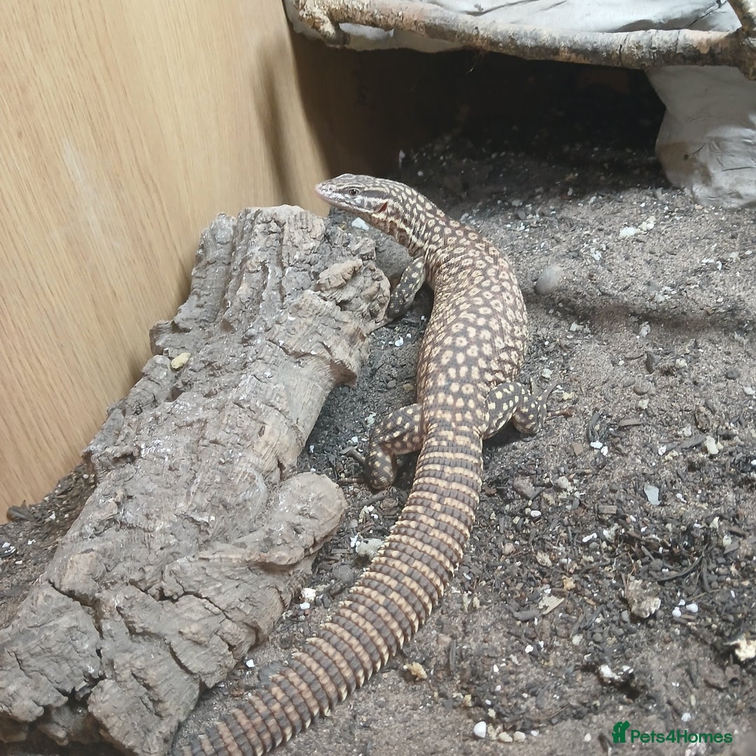 Monitor reptiles for sale: Yoshi the Akie monitor lizard - Advert 3