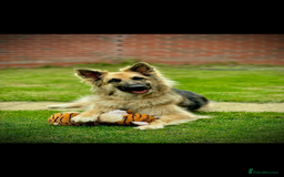 German Shepherd dogs for sale: URGENT home needed for my dogs - Image 9
